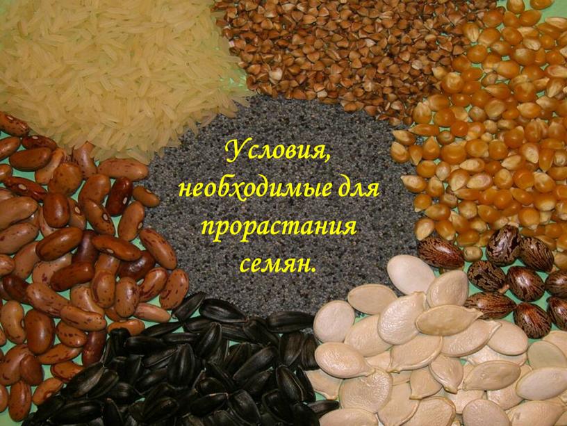 Условия, необходимые для прорастания семян