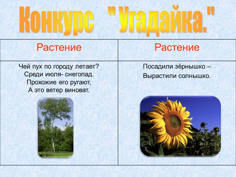 Конкурс " Угадайка." Растение