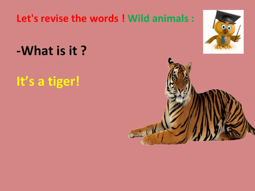 Let's revise the words ! Wild animals : -What is it ?