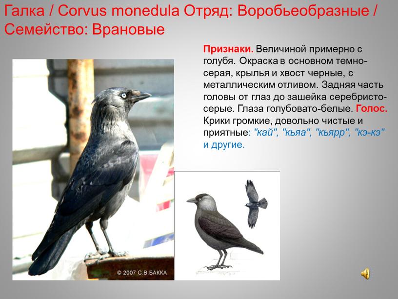 Галка / Corvus monedula Отряд: