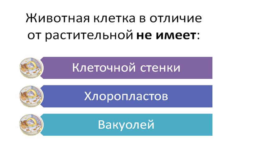 Презентация к уроку по теме: Строение животного организма