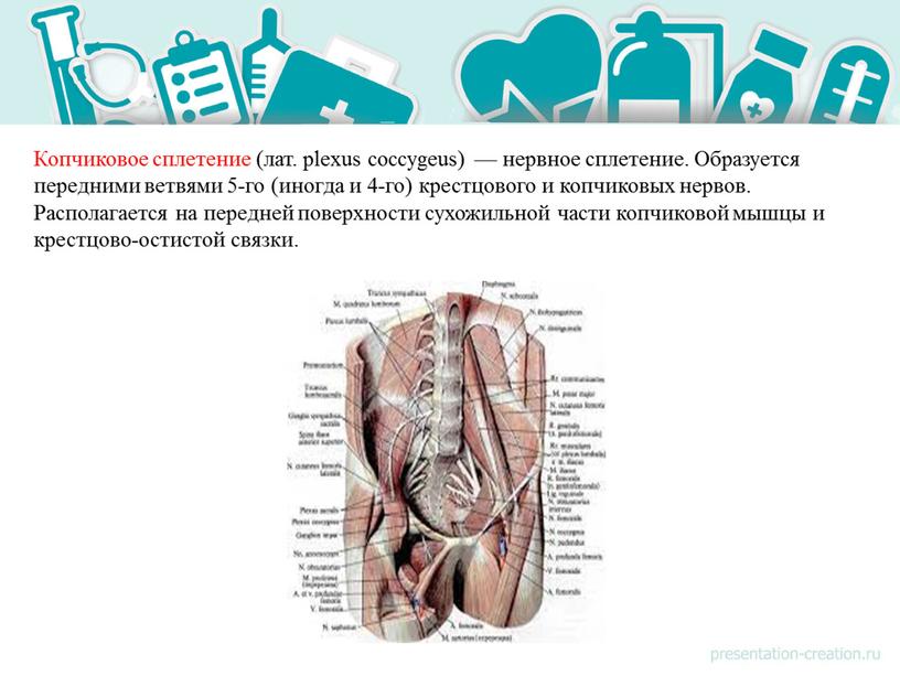 Копчиковое сплетение (лат. plexus coccygeus) — нервное сплетение