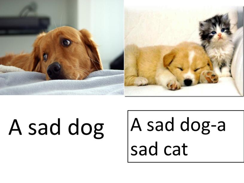 A sad dog A sad dog-a sad cat