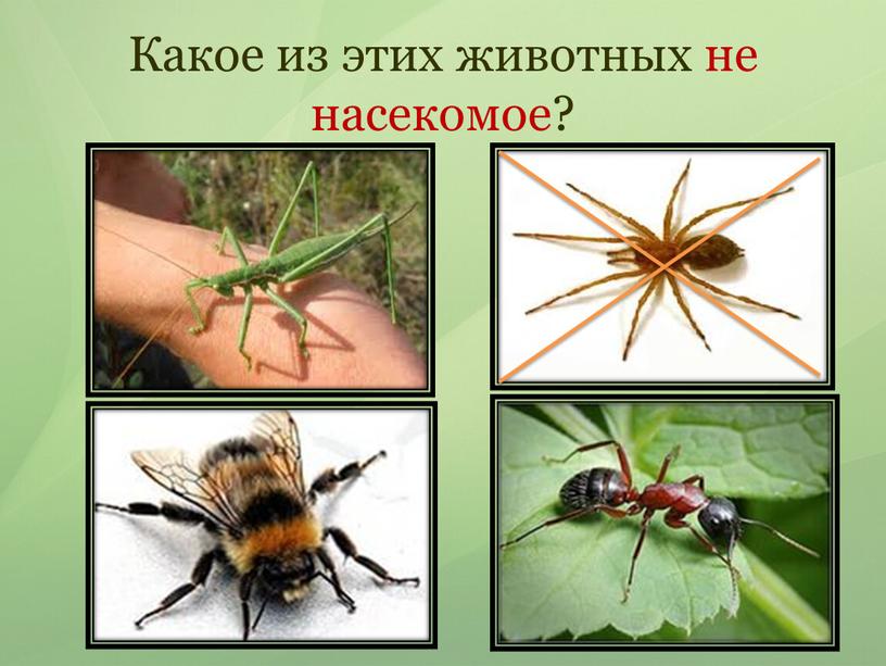 Какое из этих животных не насекомое?