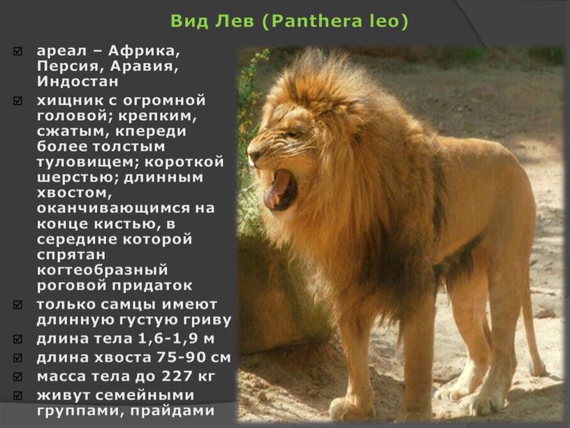 Вид Лев (Panthera leo) ареал –