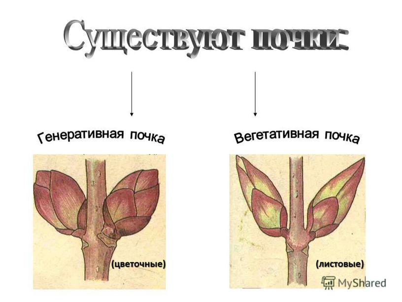 (цветочные) (листовые)