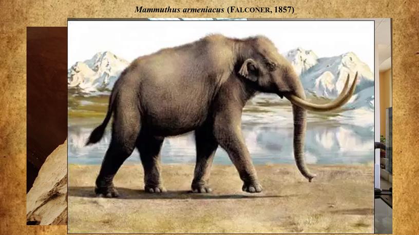 Mammuthus armeniacus (Falconer, 1857)