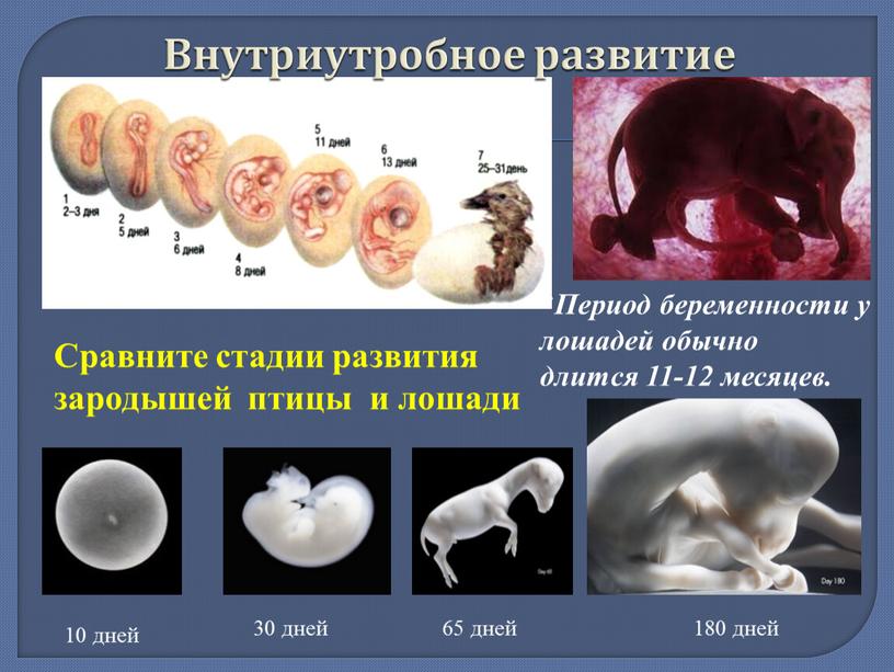 Внутриутробное развитие Сравните стадии развития зародышей птицы и лошади 10 дней 30 дней 65 дней 180 дней *