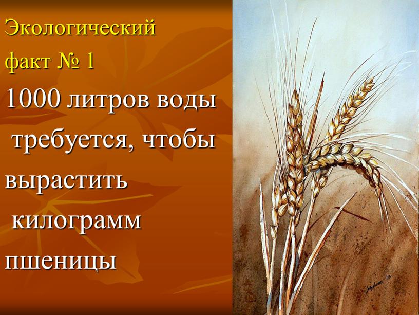 Экологический факт № 1 1000 литров воды требуется, чтобы вырастить килограмм пшеницы