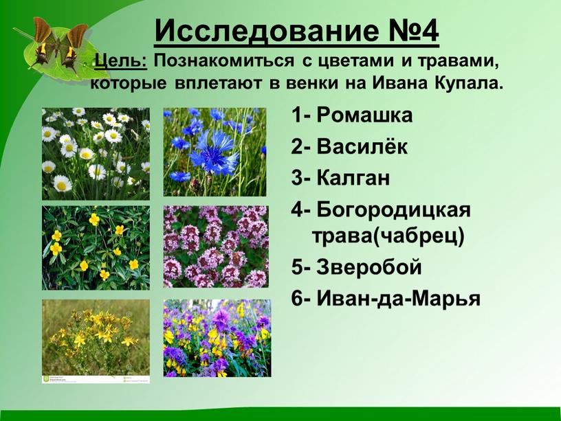 Исследование №4 Цель: Познакомиться с цветами и травами, которые вплетают в венки на