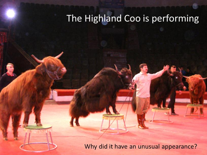 The Highland Coo is performing