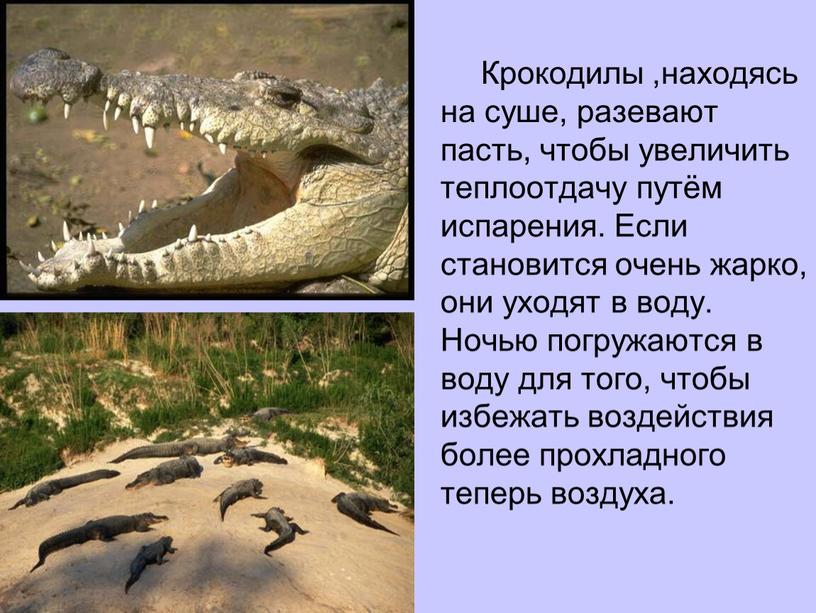 Крокодилы ,находясь на суше, разевают пасть, чтобы увеличить теплоотдачу путём испарения