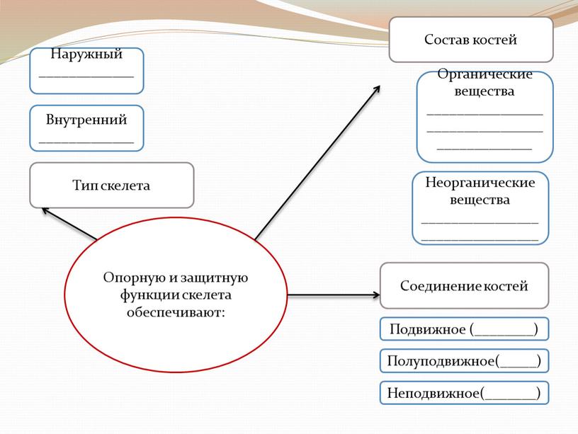 Опорную и защитную функции скелета обеспечивают: