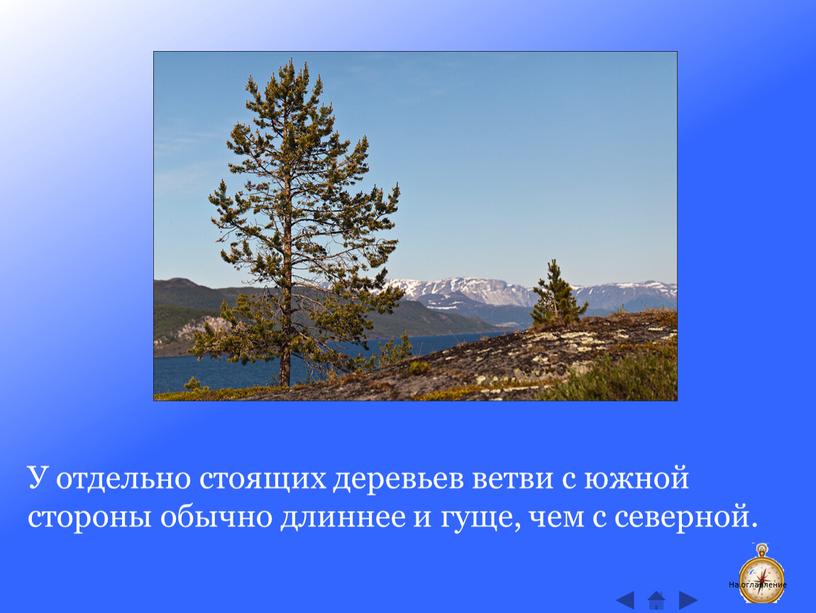 У отдельно стоящих деревьев ветви с южной стороны обычно длиннее и гуще, чем с северной