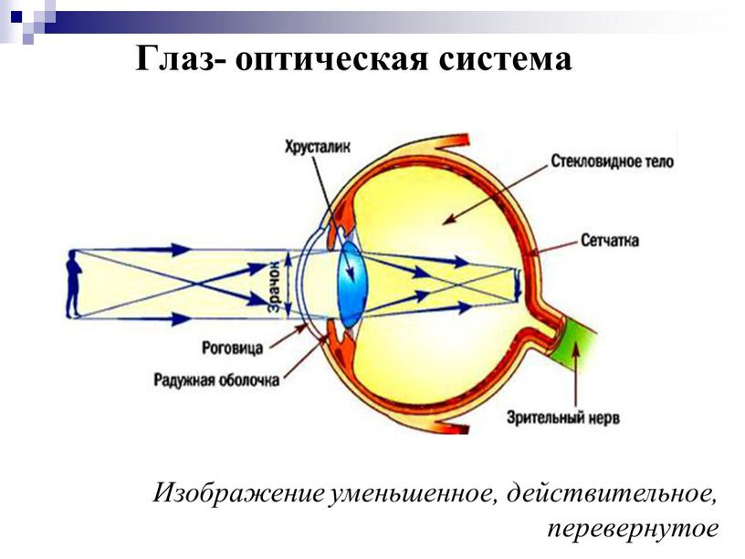 Изображение уменьшенное, действительное, перевернутое