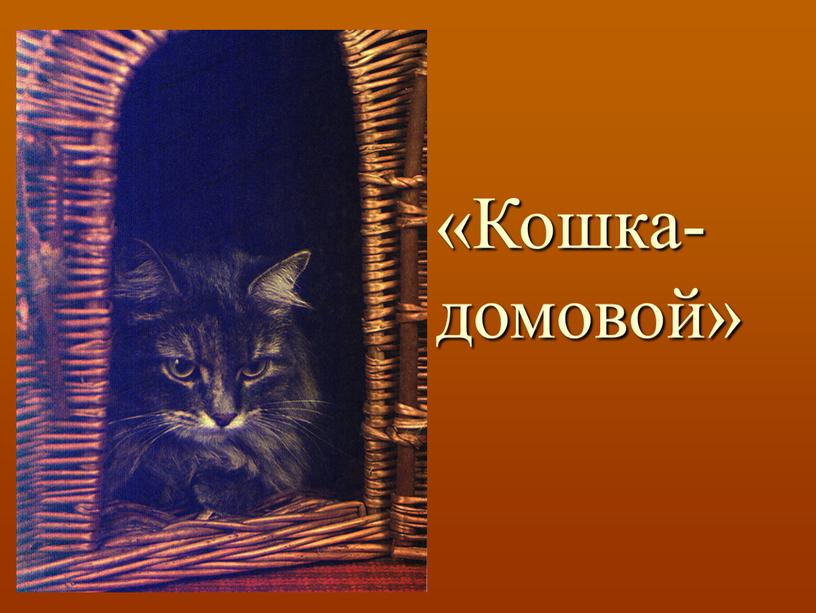 «Кошка-домовой»
