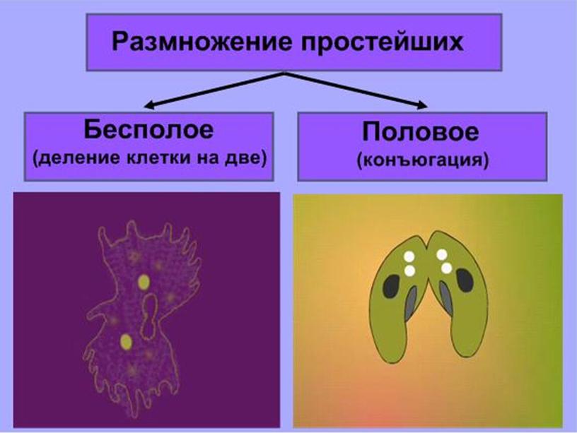 Презентация по биологии 7 класс "Общая характеристика простейших"