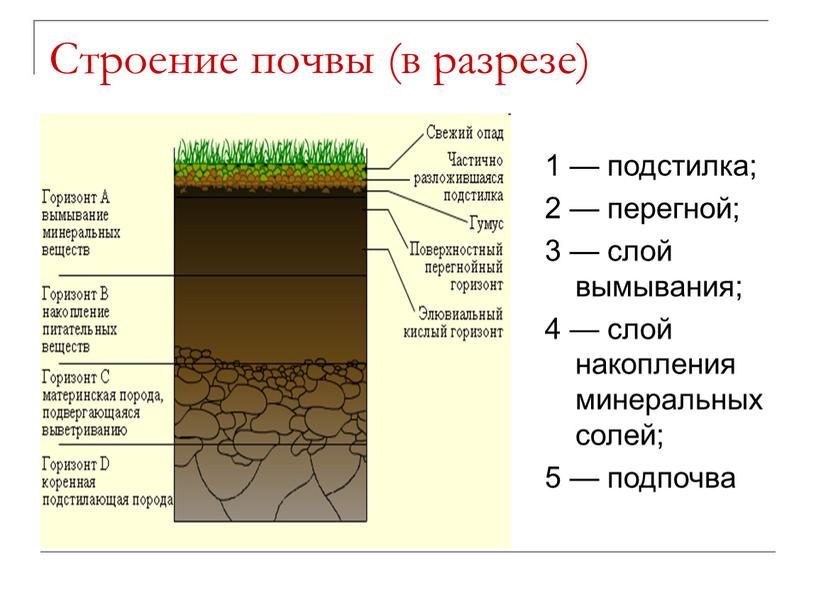 Строение почвы (в разрезе) 1 — подстилка; 2 — перегной; 3 — слой вымывания; 4 — слой накопления минеральных солей; 5 — подпочва