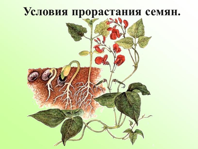 Условия прорастания семян.