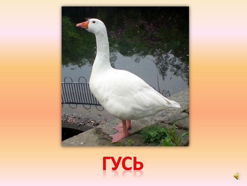 гусь