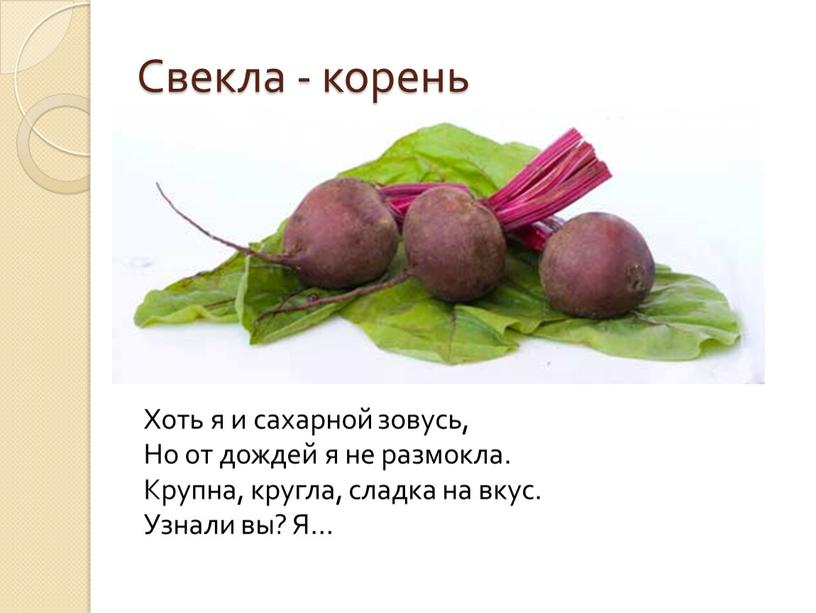 Свекла - корень Хоть я и сахарной зовусь,