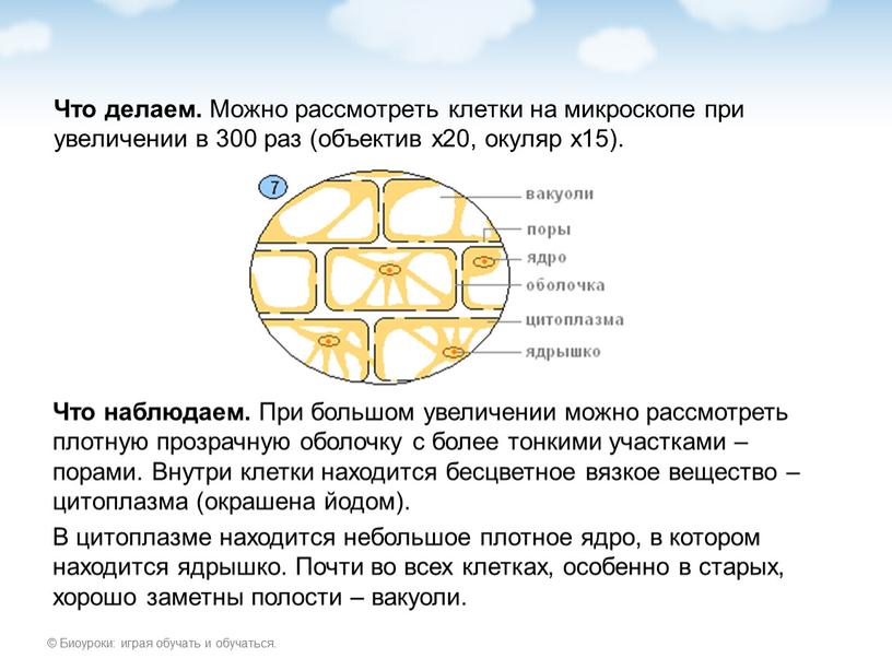 Что делаем. Можно рассмотреть клетки на микроскопе при увеличении в 300 раз (объектив х20, окуляр х15)