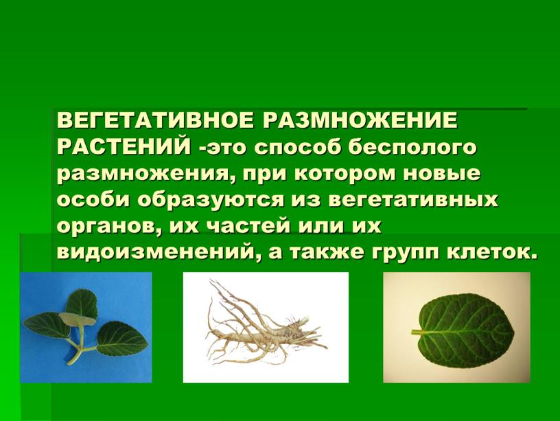 ВЕГЕТАТИВНОЕ РАЗМНОЖЕНИЕ РАСТЕНИЙ -это способ бесполого размножения, при котором новые особи образуются из вегетативных органов, их частей или их видоизменений, а также групп клеток