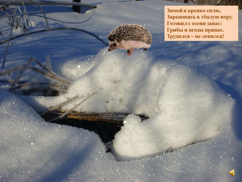 Зимой я крепко сплю, Зарывшись в тёплую нору