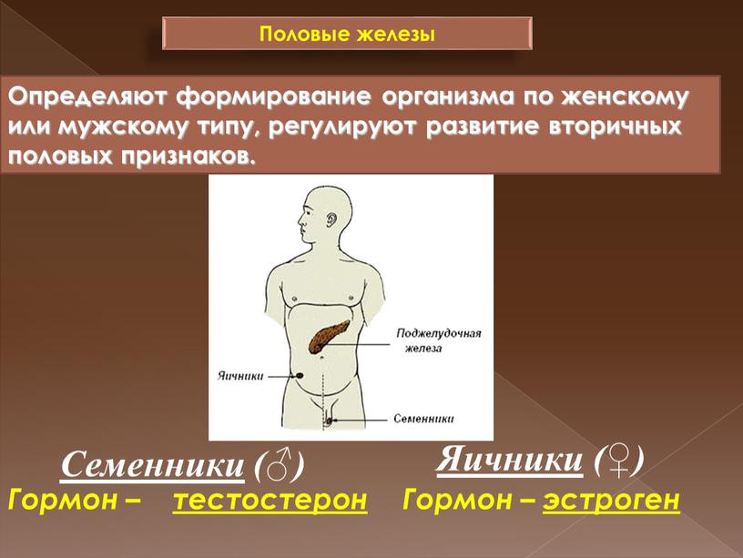 Половые железы Семенники (♂) Яичники (♀)