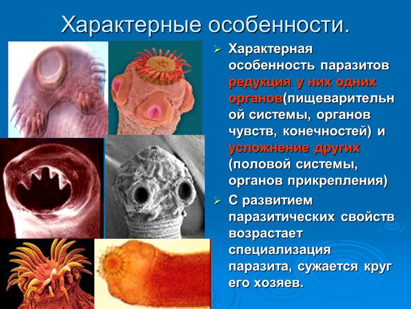 Характерные особенности. Характерная особенность паразитов редукция у них одних органов(пищеварительной системы, органов чувств, конечностей) и усложнение других (половой системы, органов прикрепления)