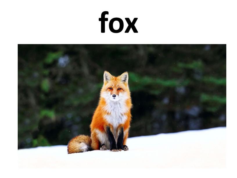 fox