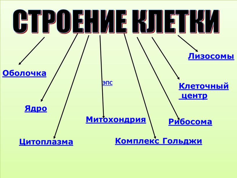 СТРОЕНИЕ КЛЕТКИ Оболочка Ядро Цитоплазма