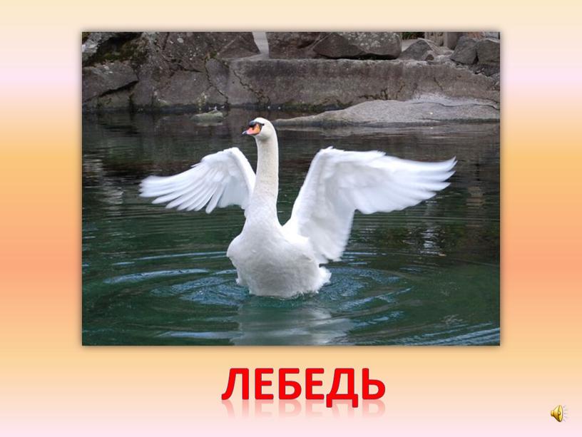 лебедь