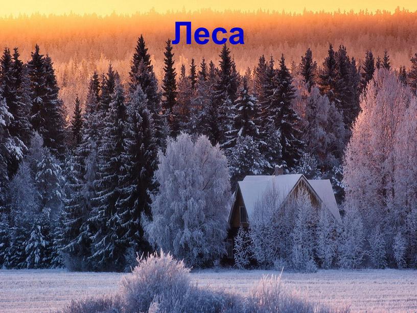 Леса