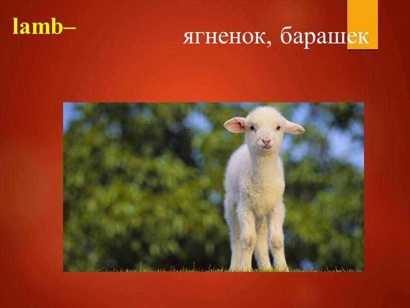 lamb– ягненок, барашек