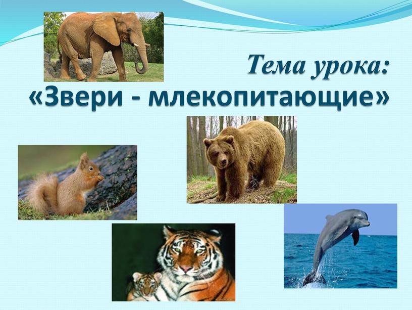 Тема урока: «Звери - млекопитающие»