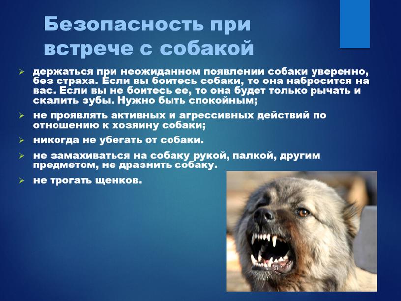 Безопасность при встрече с собакой держаться при неожиданном появлении собаки уверенно, без страха