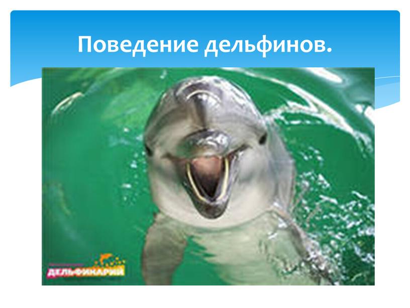 Поведение дельфинов.