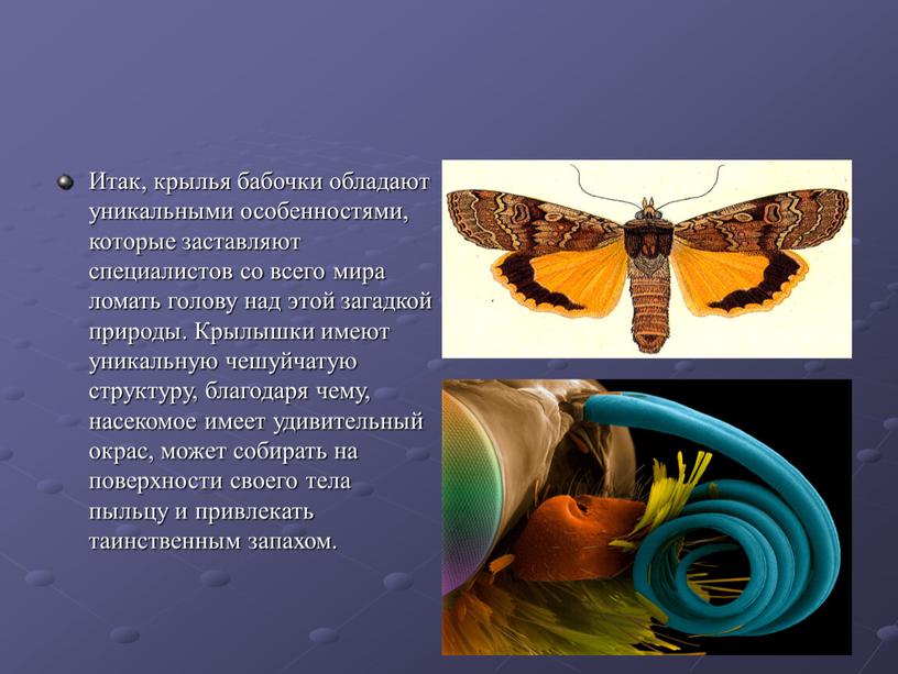 Итак, крылья бабочки обладают уникальными особенностями, которые заставляют специалистов со всего мира ломать голову над этой загадкой природы