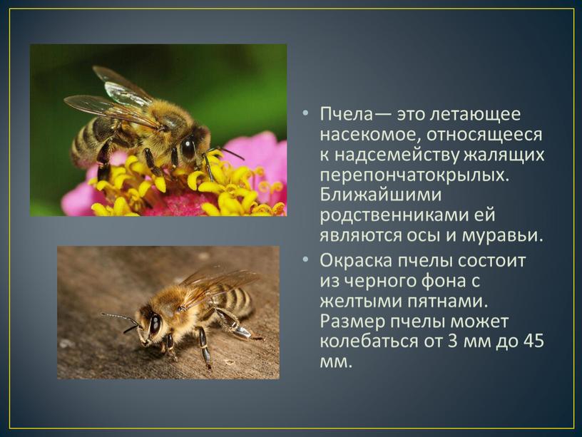 Пчела— это летающее насекомое, относящееся к надсемейству жалящих перепончатокрылых