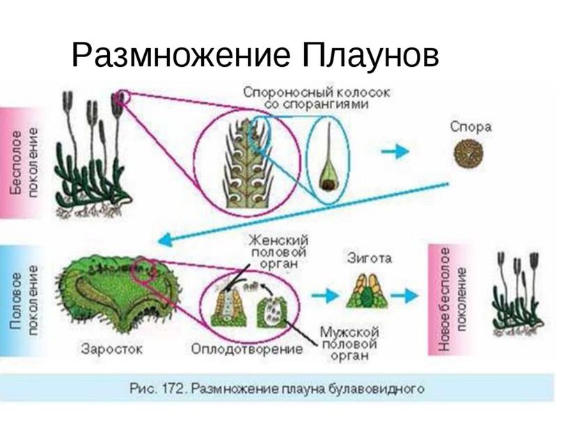 Подготовка к ЕГЭ по биологии.Жизненные циклы растений (теория и задания)