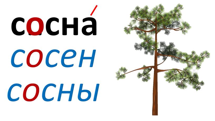 с .. сна сосен сосны о