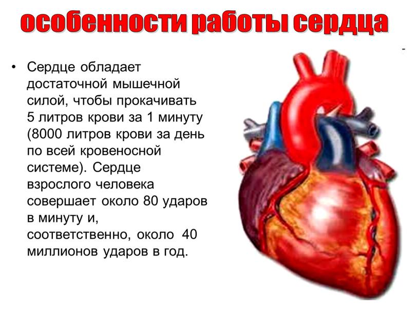 Сердце обладает достаточной мышечной силой, чтобы прокачивать 5 литров крови за 1 минуту (8000 литров крови за день по всей кровеносной системе)