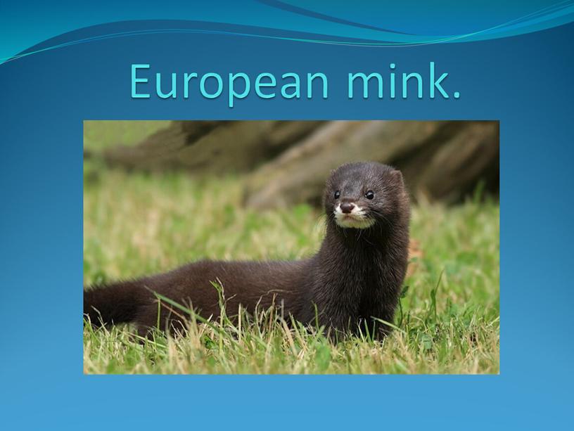 European mink.