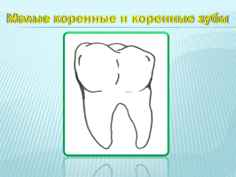 Малые коренные и коренные зубы