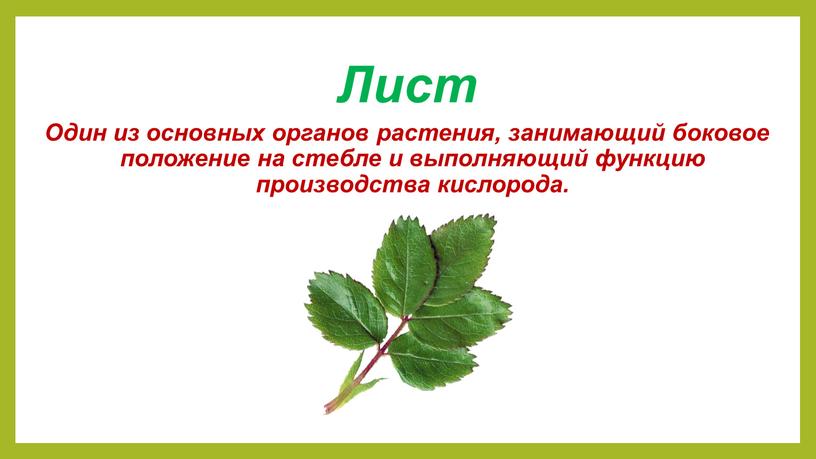 Лист Один из основных органов растения, занимающий боковое положение на стебле и выполняющий функцию производства кислорода