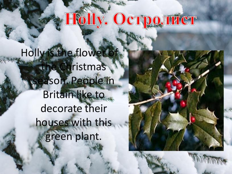 Holly is the flower of the Christmas season