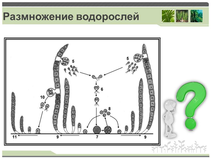 Размножение водорослей