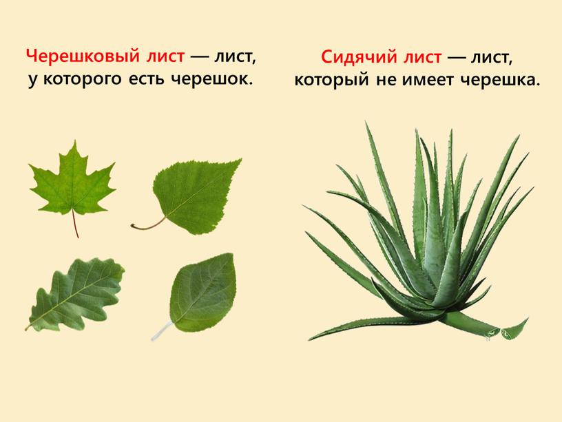 Черешковый лист — лист, у которого есть черешок