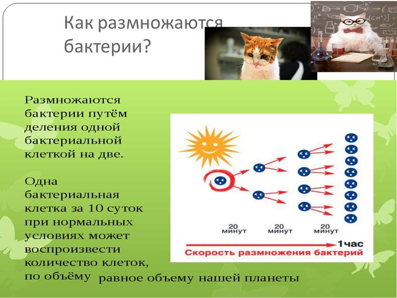 Как размножаются бактерии?